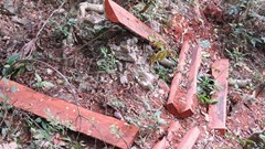 Khởi tố vụ phá rừng gỗ mun ở Phong Nha – Kẻ Bàng