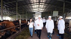 Thứ trưởng Hà Lan thăm Dự án Phát triển vùng chăn nuôi bò sữa bền vững của Sữa cô gái Hà Lan