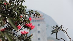 Lên Fansipan ngắm đỗ quyên Hoàng Liên trăm tuổi hiếm có