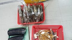 Bắt giữ đối tượng vận chuyển trái phép ngà voi qua đường hàng không