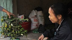 Bất thường người dân gom cau non bán cho thương lái