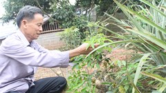 “Của để dành” trên núi Dành