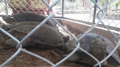 Quảng Nam: Tạm giữ 7 cá thể rùa nghi quý hiếm bị nuôi nhốt tại một quán cà phê