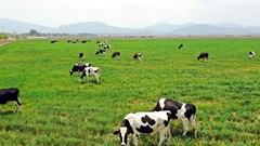 Vinamilk hợp tác xây dựng Tổ thợp “Resort” bò sữa organic tại Lào