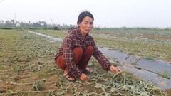 Khuynh gia bại sản vì bị... chặt tận gốc