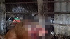 Quảng Bình: Bò nhốt trong chuồng bị kẻ xấu giết hại để xẻ thịt