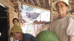 Về Bình Định xem làng bí đao “khổng lồ”