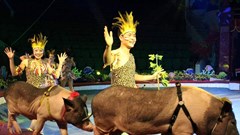 Khi lợn, đà điểu, vẹt... diễn xiếc thay động vật hoang dã