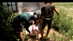 Phát hiện xe tải chở lợn chết từ vùng dịch ra Đà Nẵng tiêu thụ