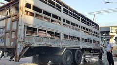 TP.HCM: Khẩn cấp phòng chống dịch tả lợn châu Phi trên địa bàn 24 quận, huyện