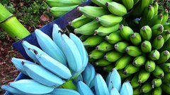 Kỳ lạ giống chuối màu xanh dương có vị tự nhiên như kem vani