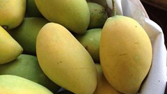 Khám phá thêm lợi ích sức khỏe khi ăn xoài