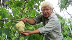 Vườn mãng cầu na hoàng hậu cho trái "siêu khổng lồ" ở miền Tây