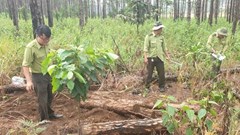 Lâm Đồng: Bắt quả tang 4 đối tượng phá rừng chiếm đất ở Lâm Hà