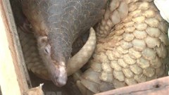 Bắt quả tang cặp vợ chồng vận chuyển 150kg động vật hoang dã