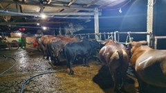 Quảng Nam: Bắt quả tang 2 cơ sở bơm nước vào bụng bò trước khi giết mổ