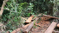 Quảng Nam: Rừng đầu nguồn Trà Kót bị “xẻ thịt” nghiêm trọng