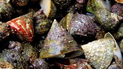 Những món ăn "đắt xắt ra miếng" ở hòn đảo Lý Sơn