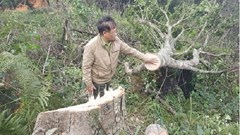 Lâm Đồng bắt nhóm đối tượng hạ gần 18.000m2 đất rừng phòng hộ