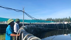 Độc nhất Nghệ An: Mô hình nuôi tôm siêu thâm canh trong bể tròn nổi