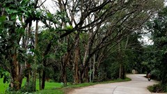 Làng cổ Lộc Yên đón nhận Bằng di tích quốc gia