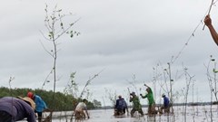 Phủ xanh rừng bần để tạo hành lang chắn sóng