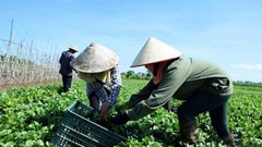 Tổng kết 15 năm đổi mới, nâng cao hiệu quả kinh tế tập thể
