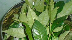 Những tác dụng không ngờ của lá trà xanh