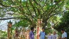 Khu rừng nguyên sinh và hệ thống di tích ở Trung Sơn (Hoà Vang - Đà Nẵng): Bỏ dự án, giữ di tích và thiên nhiên