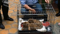 Hà Tĩnh phát hiện vận chuyển cặp hổ còn sống