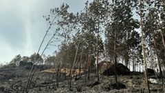 Khởi tố đối tượng vì vô tình gây cháy hơn 100ha rừng ở Quảng Nam