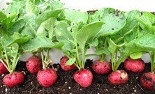 Những loại rau mùa đông tốt nhất cho sức khỏe nhiều người không biết