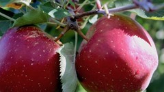 Tác dụng không ngờ của việc ăn 2 quả táo mỗi ngày