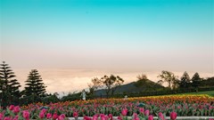 Đến Bà Nà Tết này để chiêm ngưỡng 1,5 triệu bông tulip khoe sắc diệu kỳ