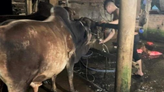 Phát hiện nhiều lò mổ bơm nước vào bò để tăng trọng trước khi giết mổ