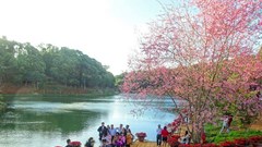 Mùa hoa mai anh đào - điểm nhấn du lịch ở huyện Kon Plông