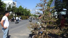 Mai vàng trăm triệu không bán chỉ cho thuê