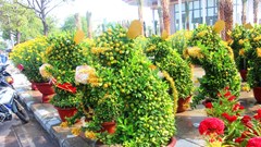 Ngắm đàn chuột độc lạ từ quất bonsai 7 triệu/chậu khách khuân ầm ầm