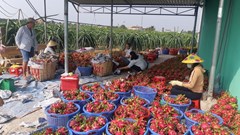 Thanh long rớt giá do không xuất khẩu được vì dịch virus corona