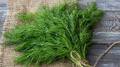 4 lợi ích bất ngờ của cây thì là, tốt cho người tiểu đường và tim mạch