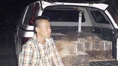 Nghệ An: Bắt giữ xe bán tải chở 60 cá thể dúi trong đêm đang đi tiêu thụ