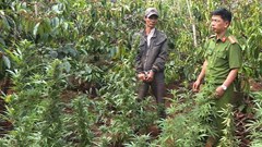 Tạm giữ người đàn ông trồng hơn 1.000 cây cần sa