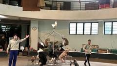 Xiếc thú “quẫy mình” âm thầm trong mùa dịch