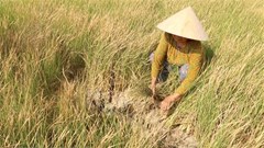 Hàng chục nghìn ha lúa và hoa màu ở Cà Mau bị thiệt hại do hạn, mặn