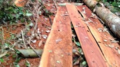 Phát hiện vụ phá rừng lim ở Trường Sơn