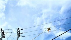 PC Khánh Hòa: Đẩy mạnh tuyên truyền, nhắc nhở việc thả diều nơi có đường dây điện chạy qua