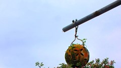 Ngắm dàn bonsai “mọc ngược” cực độc lạ của lão gàn xứ Quảng