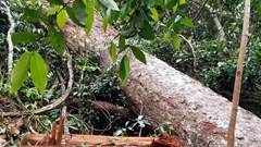 Vụ phá rừng lim ở Trường Sơn (Quảng Bình): Lập đoàn kiểm tra liên ngành đến hiện trường