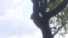 Mua bảo hiểm xe mô tô-xe máy: Coi chừng tiền mất mà còn bị... phạt oan