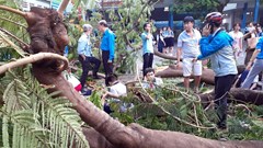 TP.HCM: Cây phượng trong sân trường bật gốc, 1 học sinh tử vong